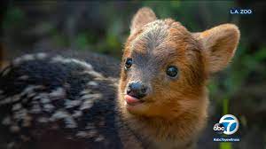 It is done by following the standard (usual) order of letters in an alphabet. La Zoo Welcomes Its Newest Addition A Baby Pudu Named After K Pop Star Haechan Abc7 Los Angeles