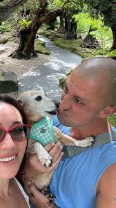 Can ginger root help with torn ACL pain in dogs?