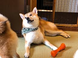 Shiba inu breed may be red, sesame, black and tan or white with cream markings. Shiba Inu Cafe Review Tokyo Japan The Japantry