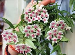 Pin On Green Thumb