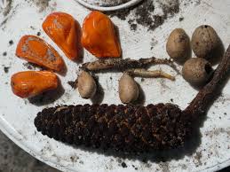 Often refered to by it's common name the coontie palm it is rare in the wild and the only cycad native to north america. Coontie Florida S Only Native Cycad Real Estate Chronicleonline Com