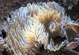 sebae anemone heteractis crispa leathery sea anemone guide