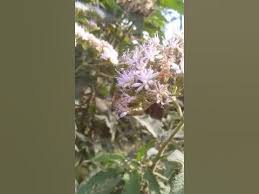 Image result for Vernonia lasiopus