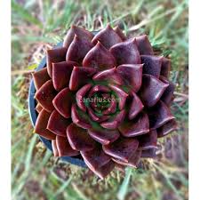 Its dark purple leaves give it an impression of royalty which is why it is called black prince. Buy Echeveria X Black Prince With Canarius