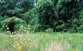We did not find results for: Landscaping For Wildlife With Native Plants Nc State Extension Publications