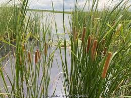Image result for Typha capensis