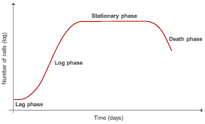 Cells derived from kidney tissues are anchorage dependent primary cell culture which requires another surface for. How To Do A Proper Cell Culture Quick Check Science Lab Leica Microsystems