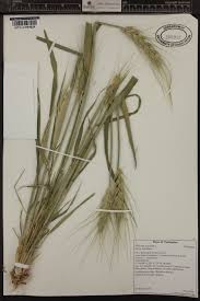 Image result for Tragus pedunculatus