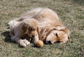 Or thinking about getting a golden retriever puppy? The Best Dog Gear For Your New Puppy Rescue Or Foster Dog