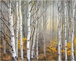 White Birch Trees For Sale Near Me White Japanese Birch Tree Betula Platyphylla Japonica Asian White Birch Tree Perennial 9 Seeds Per Order Growing Tree Photography White Birch Trees Tree Art