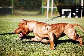 Chó pitbull được mệnh danh là chúa tể chó chọi. Huáº¥n Luyá»‡n Cho Pitbull DÅ©ng Manh Chuáº©n Quan Ä'á»™i TrÆ°á»ng Thanh Tai