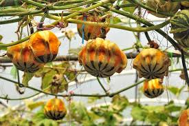 A soil test will show whether you need to lime or make nutritional additions. How To Plant And Grow Ornamental Hardshell Gourds Gardener S Path