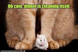 Lolcats Clean Lol At Funny Cat Memes Funny Cat Pictures With Words On Them Lol Cat Memes Funny Cats Funny Cat Pictures With Words On