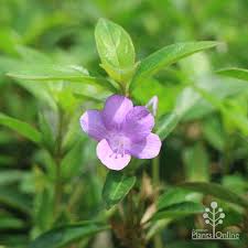 Image result for Barleria virgula