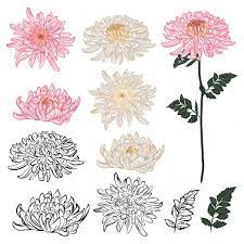 Set Of Elements Of Chrysanthemum Flower In Design Japanese Style In Hand Drawn Mood Japanese Flower Tattoo Chrysanthemum Flower Tattoo Birth Flower Tattoos