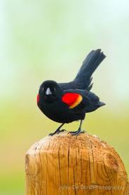 Small Black Bird With Orange Wings Showing His True Colors By John De Bord Photography Pretty Birds Pet Birds Cute Birds