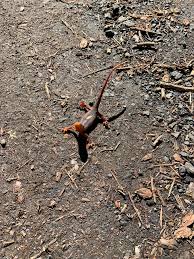 Image result for Craterostigma newtonii