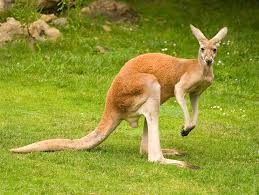 Cook and botanist joseph banks (who first reported the species to europeans), supposedly representing a native word from northeast queensland, australia, but often said to be unknown now in any native language. Grand Chute Kangaroo Greenville Zoo Other Questions Answered