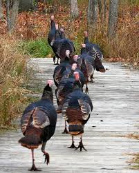 Wild Turkey Parade Animals Wild Turkey Animal Memes