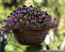 Check spelling or type a new query. 20 Gorgeous Fall Hanging Basket Ideas Hgtv