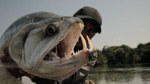 Beberapa hari kemudian, luka pishi pun sembuh. 10 Jenis Ikan Yang Menakutkan Umpan