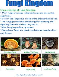 Fungi Kingdom Chart Www Loving2learn Com Teaching Biology