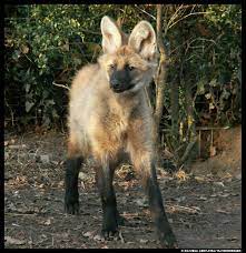 I absolutely adore maned wolves!!!!! Maned Wolf Pup Step By Step By Leopatra Lionfur On Deviantart