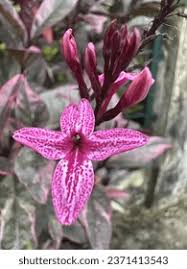 Image result for Pseuderanthemum