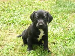 English bulldog lab mix puppies for sale. American Bulldog Lab Mix Puppy Cheap Buy Online