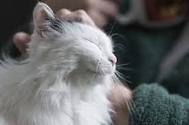 Maybe you would like to learn more about one of these? Cat And Dog Boarding In Chicago Ridge Il Palos Animal Hospital