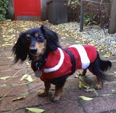 Male dogs weigh six to 10 pounds while females reach five to eight pounds. 55 Black Long Haired Dachshund Chihuahua Mix L2sanpiero