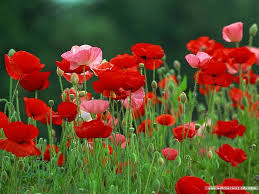 Memorial Day Heroes Or Hangovers Growing Poppies Poppy Flower Seeds Planting Poppies
