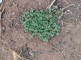 Image result for Polycarpon prostratum