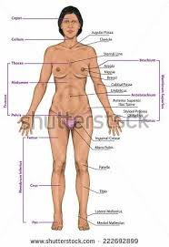 The female body proportions using the local measuring method. Pin On Amberheard Justiceleague Warnerbros People A Verified Fake Woman Is A Transgender Come Out Fake Gender