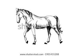 We hope you're going to follow along with us. Mustang Drawing Step By Step At Getdrawings Free Download