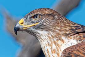 Division of light and power with dennis kucinich & the hamster wheel of veteran affairs. Ferruginous Hawk Audubon Field Guide