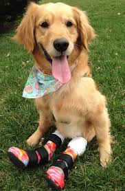 Maybe you would like to learn more about one of these? Golden Retriever Rescue Education And Training Inc Grreat Reviews And Ratings Merrifield Va Donate Volunteer Review Greatnonprofits