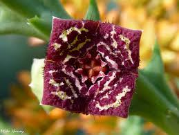 Image result for Orbea carnosa