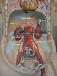 This plexus is a combination of fibers originating from the celiac plexus, intermesenteric plexus, and lumbar splanchnic nerves. Pin By Elke Zehl On Stem Life Science Kidney Anatomy Medical Anatomy Emt Study