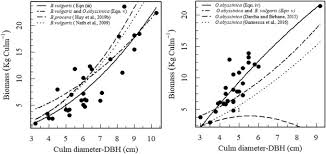 Image result for Oreobambos buchwaldii