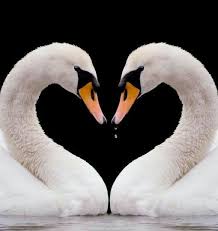 Pin Von Luiza Bochenek Auf Swans In 2020 Schwan Niedliche Tiere Tiere