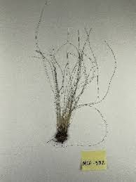 Image result for Rhynchospora gracillima