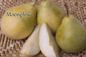 Moonglow Pear Dave Wilson Nursery