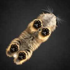 And I M Not Even A Cat Person Goruntuler Ile Evcil Hayvanlar Guzel Kediler Hayvan