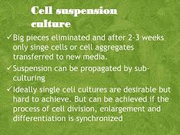 Cell synchronization in animal cell culture slideshare. Cell Suspension Culture Ppt Download