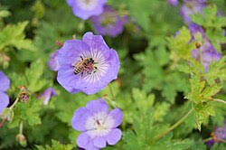Image result for Geranium mlanjense