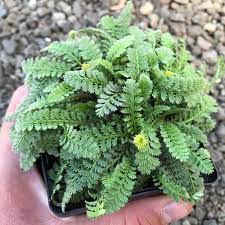 Leptinella Squalida New Zealand Brass Buttons 3 5 Pot Little Prince To Go New Zealand Garden New Zealand Plant Care
