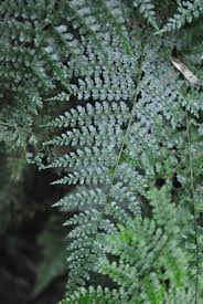 Image result for Asplenium uschiae