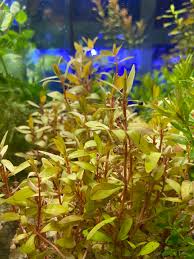 Image result for Nesaea