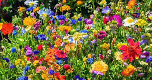 Image result for Crossandra greenstockii